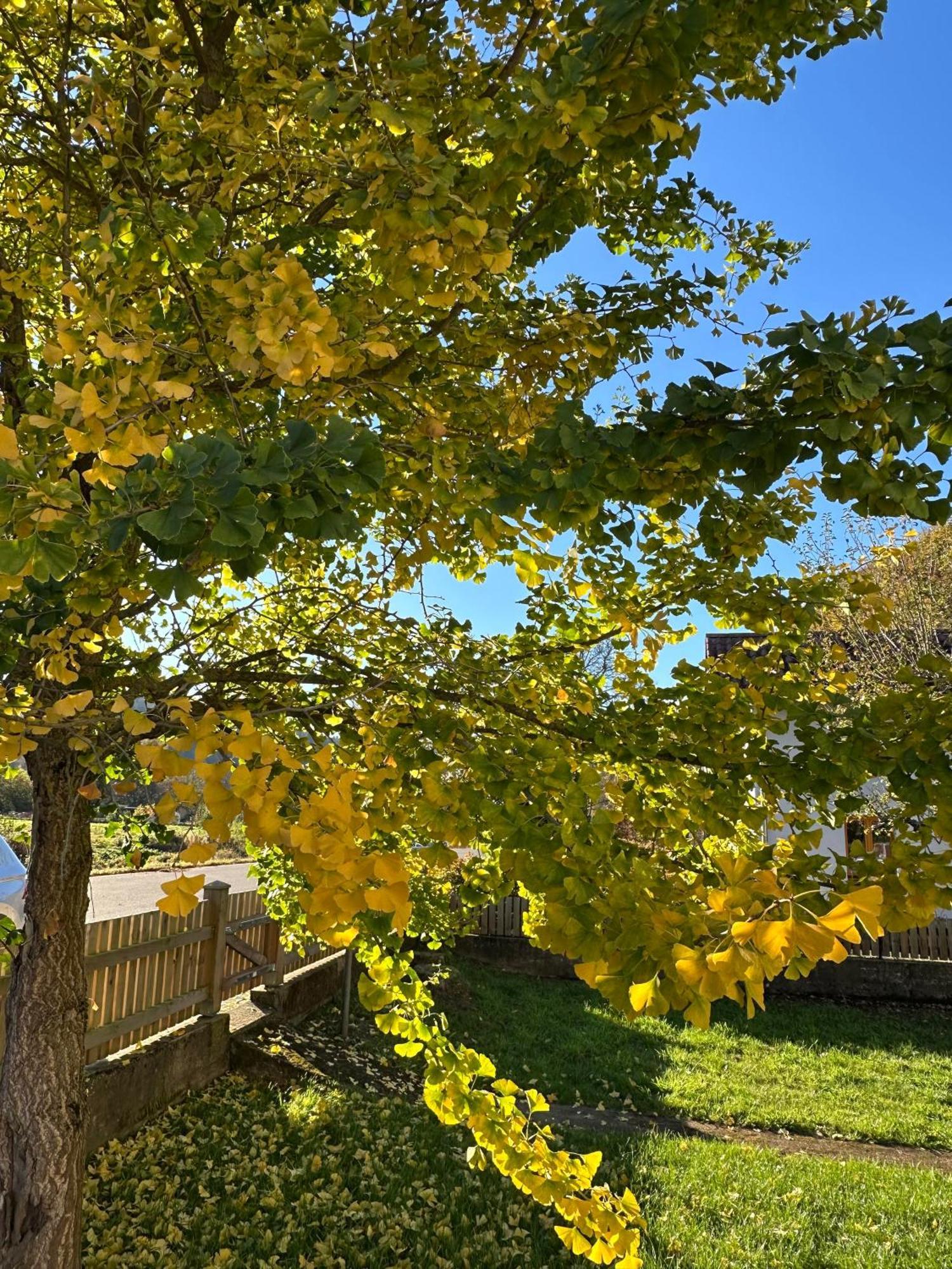 Ferienhaus Ginkgo Biloba Malsbenden Exterior photo
